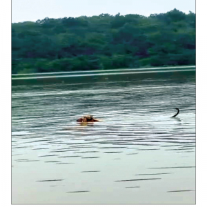 Tiger swims across flooded Kapila River to reach Nagarahole Forest