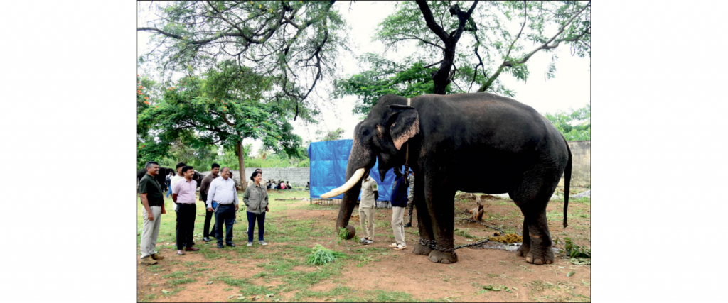 PCCF Meenakshi Negi inspects Dasara jumbos