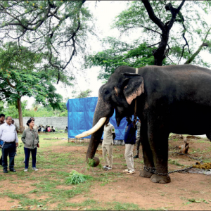 PCCF Meenakshi Negi inspects Dasara jumbos