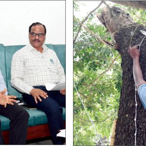 Dasara illumination: No nails, No heat-emitting lights on trees
