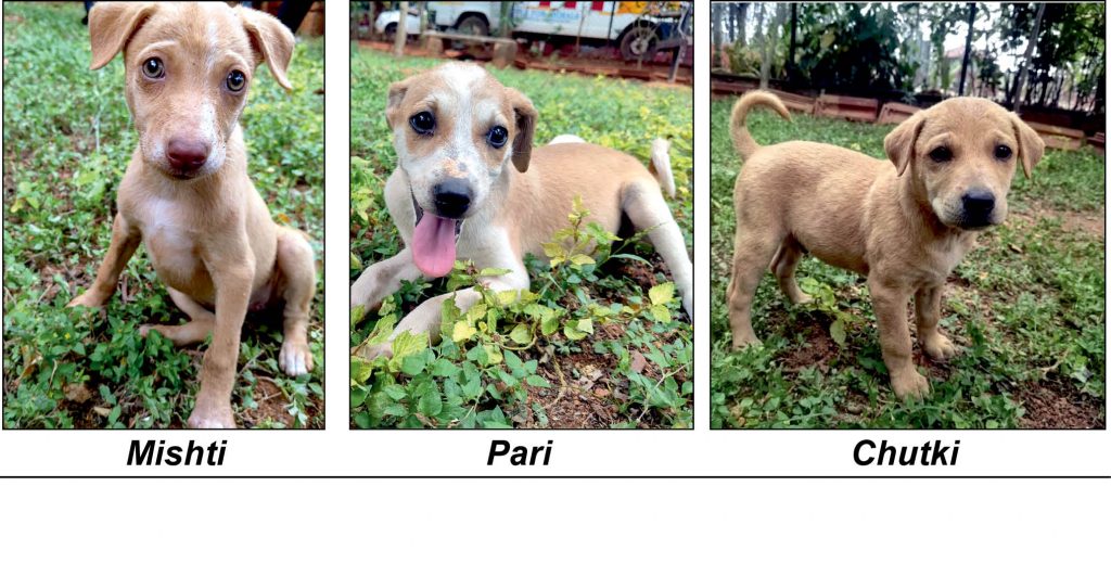 Star Pups – Adopt us…