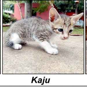 Star Kittens: Adopt us...