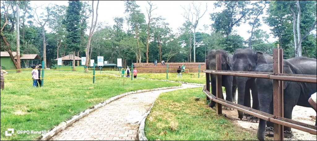Harangi, Mathigodu elephant camps reopen with new SOPs