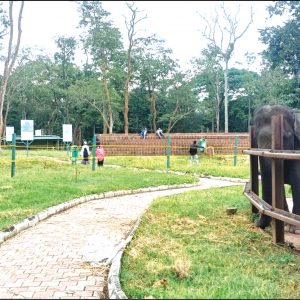 Harangi, Mathigodu elephant camps reopen with new SOPs