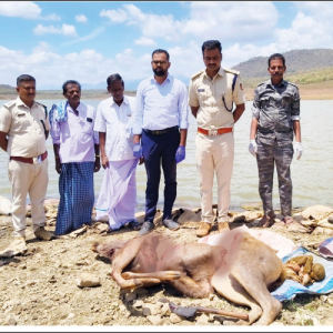 Poaching Continues...?!