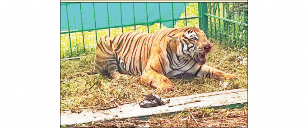 Male tiger that terrified villagers walks into cage