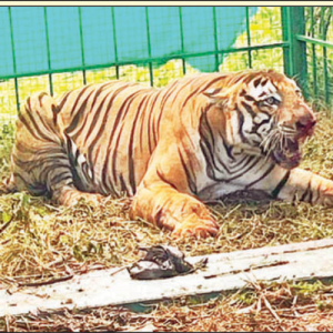 Male tiger that terrified villagers walks into cage