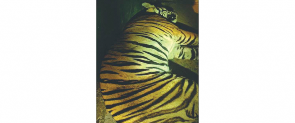 Tiger which had killed a farmer captured
