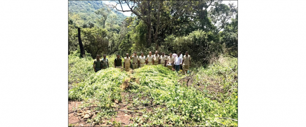 292 ganja plants grown inside forest seized