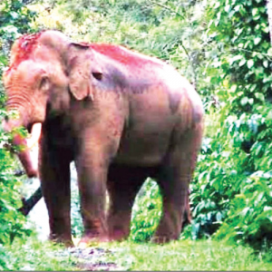 92 human, 153 elephant deaths recorded in 6 years
