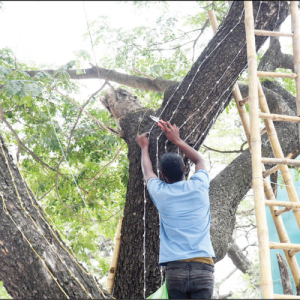 Nailing trees for Dasara lights halted