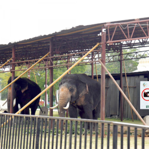 Dasara elephant team under 24x7 CCTV watch