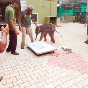 Abandoned elephant calf rescued from roadside