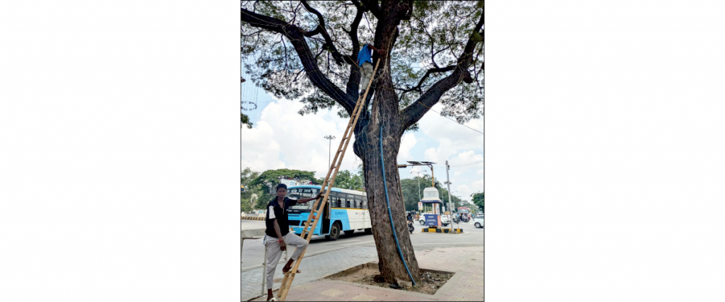 Green activists remove nails, lights from trees
