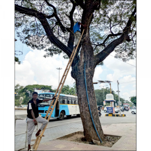 Green activists remove nails, lights from trees