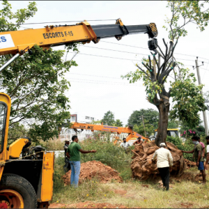 Kempegowda flyover project: 60 trees get new place, 218 to be translocated
