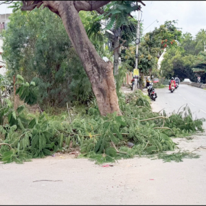 CESC staff leave pruned tree branches on roads