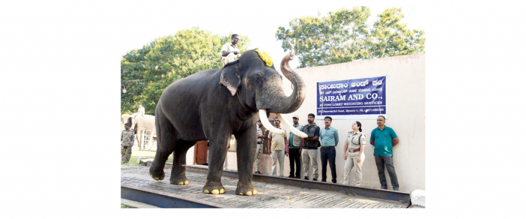 Dhananjaya, howdah elephant?