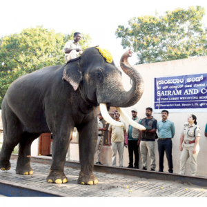 Dhananjaya, howdah elephant?
