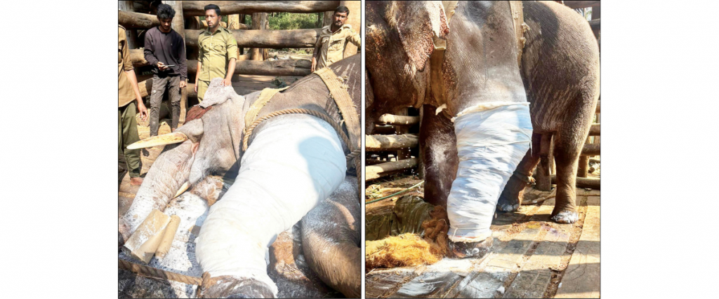 Fibreglass cast heals Drona’s fractured leg