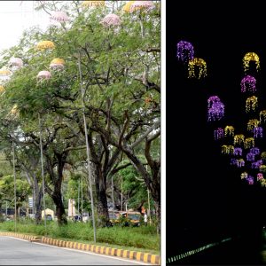 Trees spared, Bamboo Baskets light up Dasara