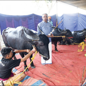 Kambala trial run tomorrow