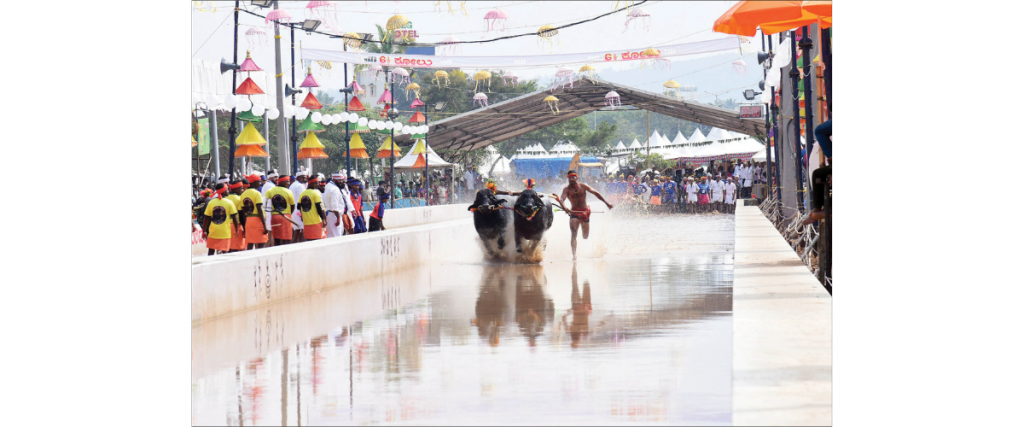 Kambala makes Dasara debut