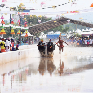 Kambala makes Dasara debut 
