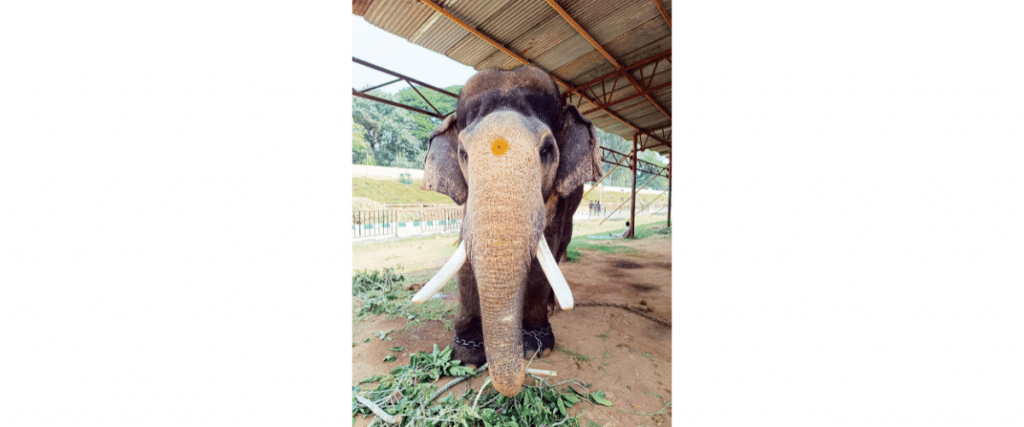 Prashantha is ‘Ambari’ jumbo
