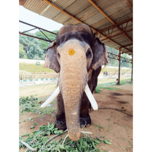 Prashantha is ‘Ambari’ jumbo