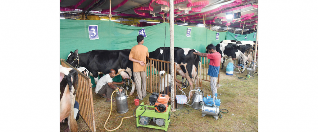 State-level milking competition: Holy Cow!