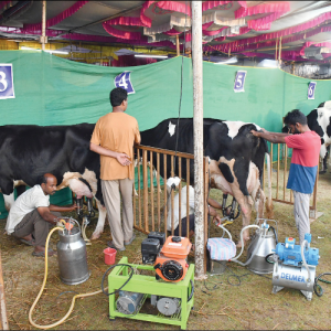 State-level milking competition: Holy Cow! 