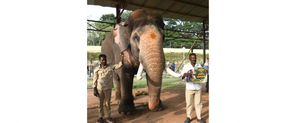 Howdah-carrying honour: Prashantha ends Dubare’s long wait