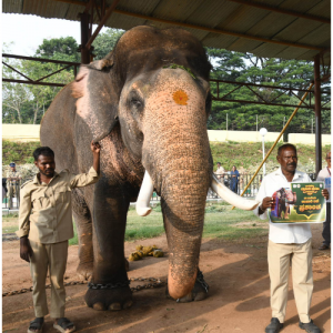 Howdah-carrying honour: Prashantha ends Dubare’s long wait