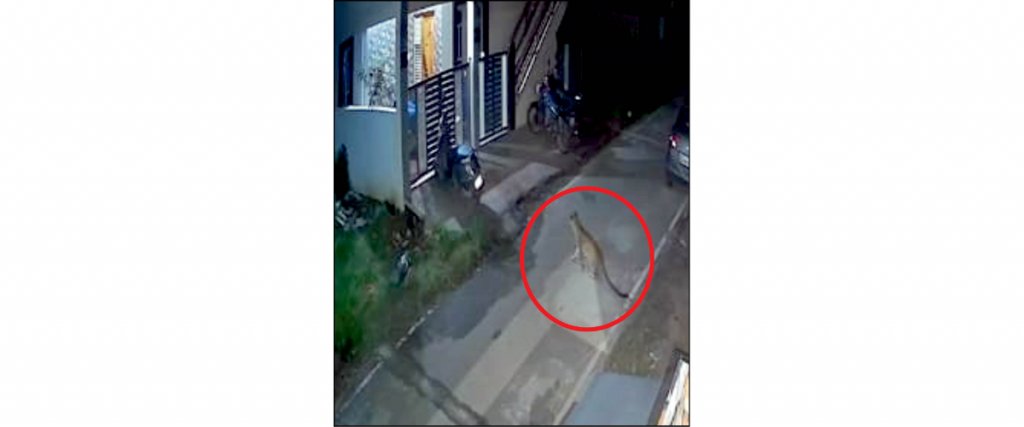 Leopard kills pet dog, carries away carcass