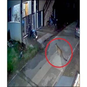 Leopard kills pet dog, carries away carcass