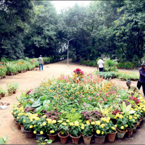 Kukkarahalli Lake Flower Show from tomorrow