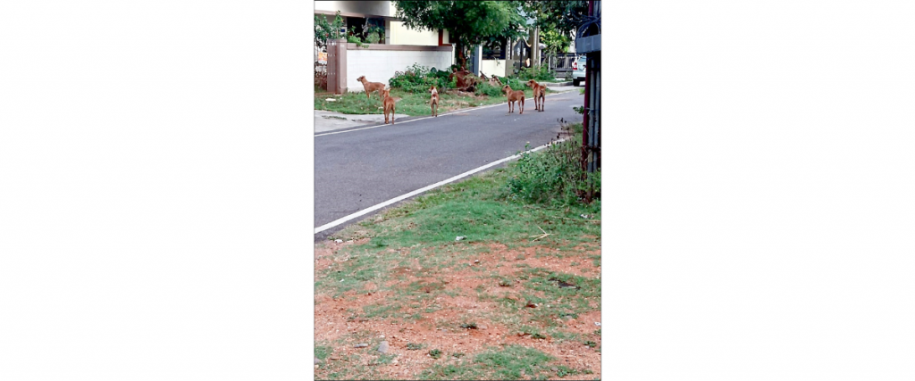 Street dog menace amid Dasara light dazzle