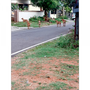 Street dog menace amid Dasara light dazzle